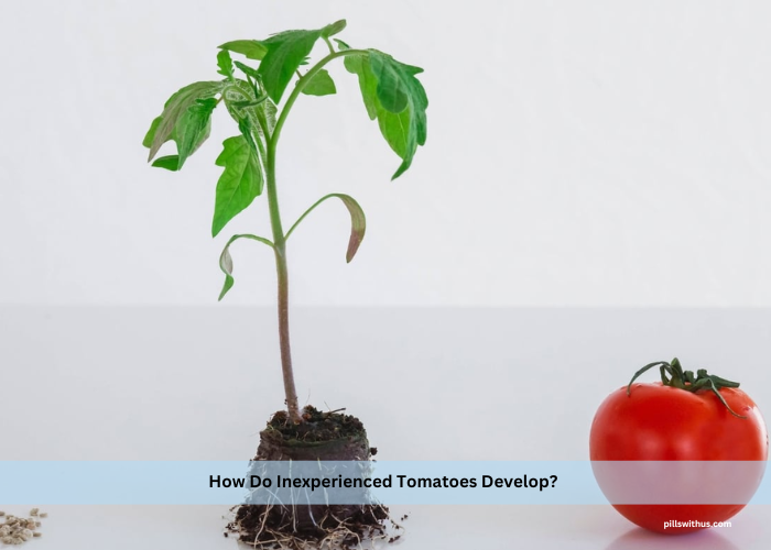How Do Inexperienced Tomatoes Develop?