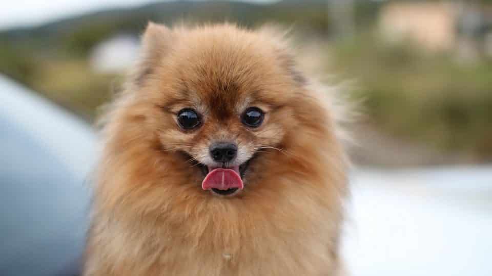 Pomeranian puppy las vegas
