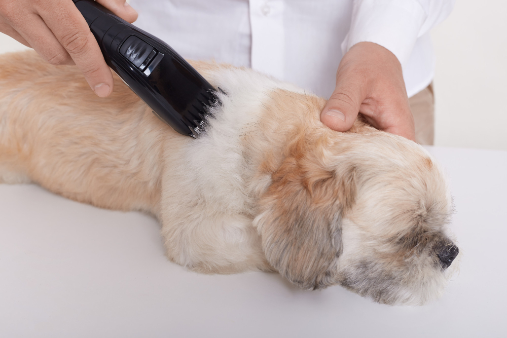 Dog Grooming education in Canada